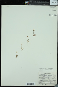 Houstonia pusilla image