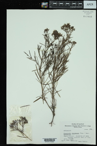 Stenaria nigricans var. nigricans image