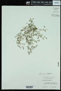 Oldenlandia boscii image