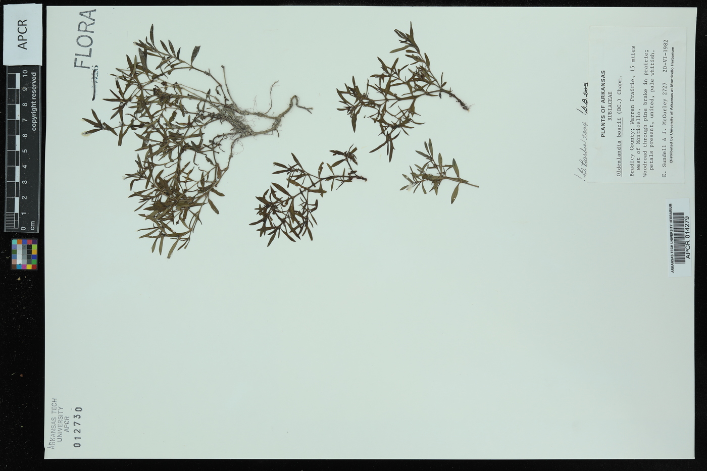 Oldenlandia boscii image