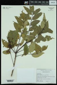 Zanthoxylum americanum image