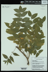 Zanthoxylum clava-herculis image