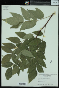 Zanthoxylum americanum image