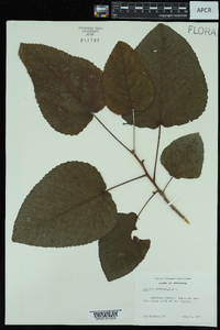 Populus heterophylla image