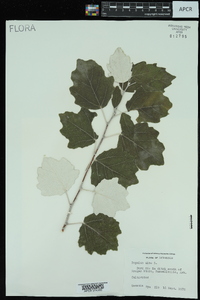 Populus alba image