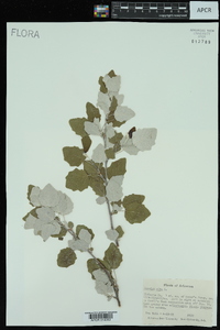 Populus alba image