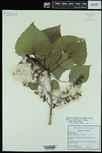 Populus deltoides subsp. deltoides image