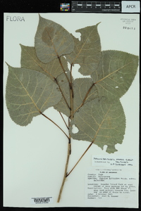 Populus deltoides subsp. deltoides image