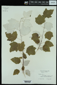 Populus alba image