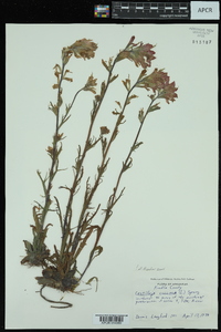 Castilleja coccinea image