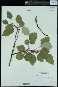 Populus grandidentata image