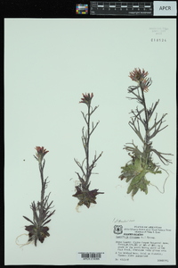 Castilleja coccinea image