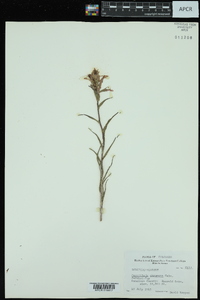 Castilleja chromosa image