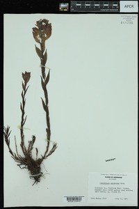 Castilleja sulphurea image