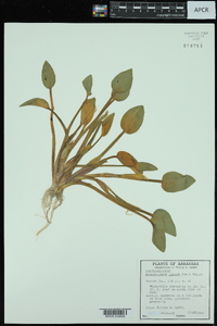 Heteranthera limosa image