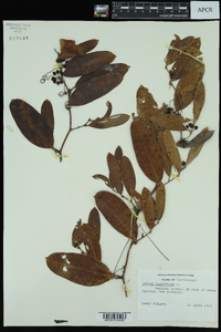 Smilax laurifolia image