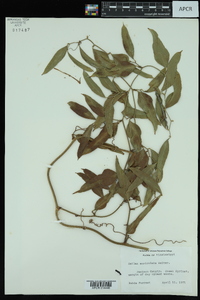 Smilax auriculata image