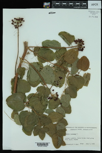 Smilax herbacea image