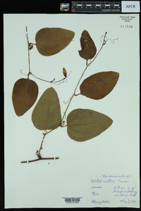 Smilax walteri image