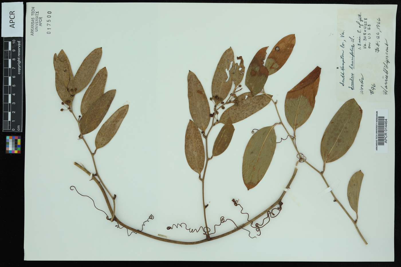 Smilax laurifolia image