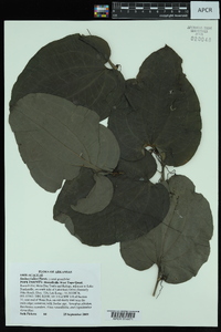 Smilax walteri image