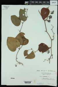 Smilax bona-nox image