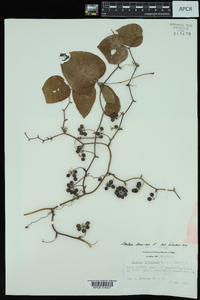 Smilax bona-nox image