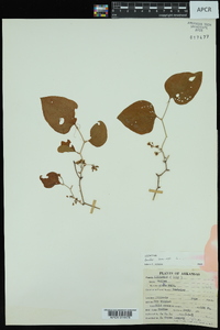 Smilax bona-nox image