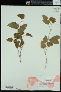 Smilax bona-nox image