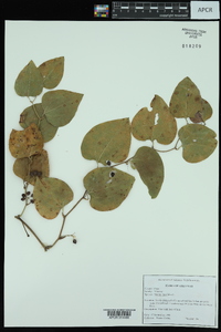 Smilax laurifolia image