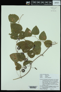 Smilax bona-nox image