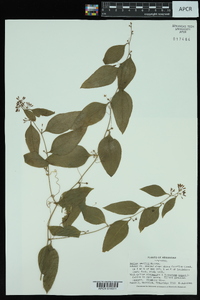 Smilax smallii image