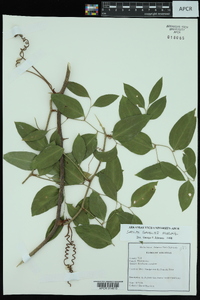 Smilax smallii image