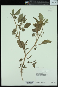 Physalis angulata image