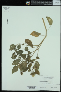 Physalis angulata image