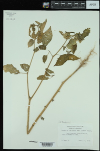 Physalis pubescens image