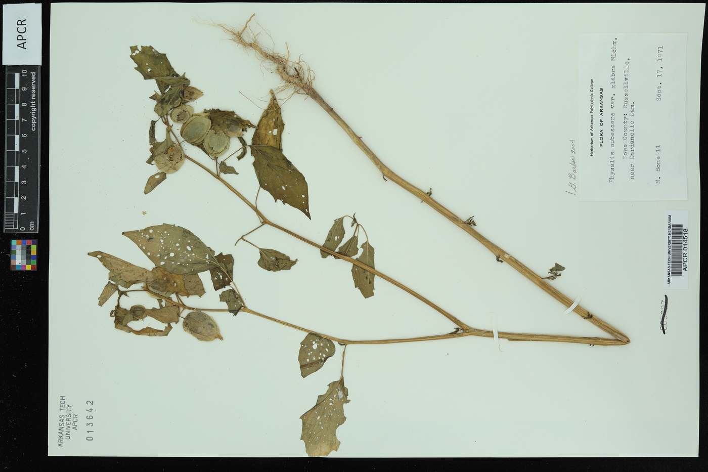 Physalis pubescens var. glabra image