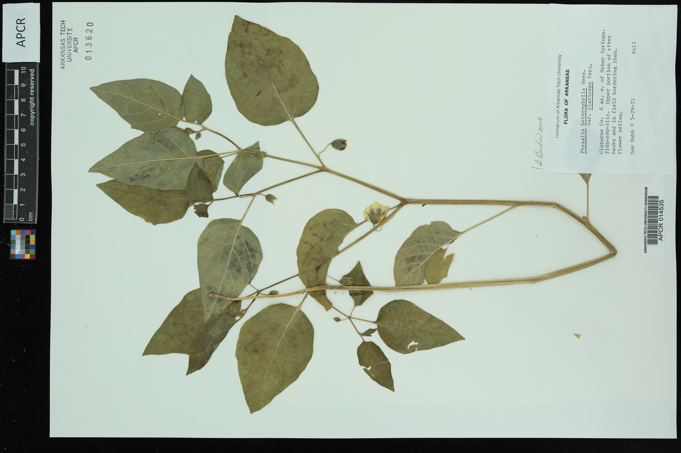 Physalis heterophylla var. heterophylla image