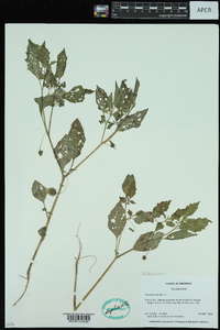 Physalis angulata image