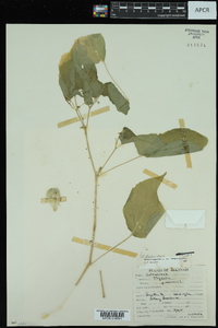 Physalis pubescens var. integrifolia image