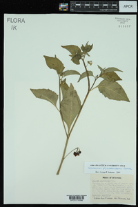 Solanum ptychanthum image