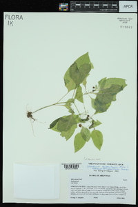 Solanum americanum image