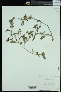 Solanum ptychanthum image