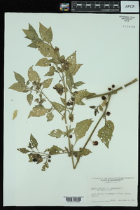 Solanum americanum image