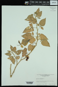 Image Associated With the Occurence
