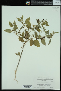 Solanum americanum image