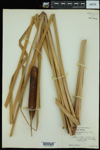 Typha domingensis image