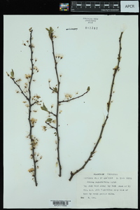 Prunus angustifolia image