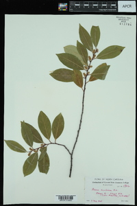 Prunus caroliniana image