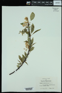 Prunus pensylvanica image